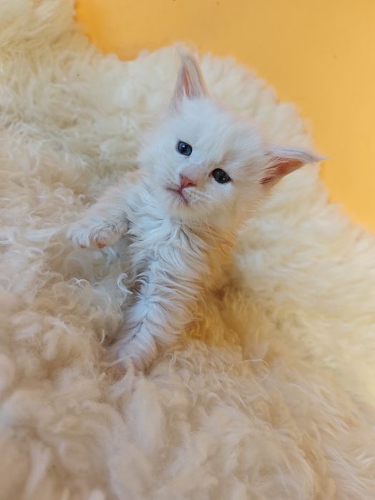 Cudowny kocurek Maine Coon