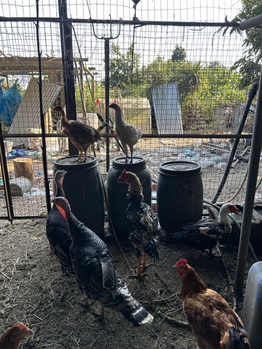 Ovos de indio Gigante