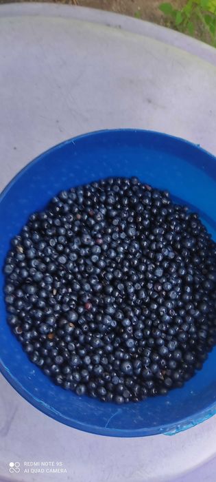 Jagody leśne świeże