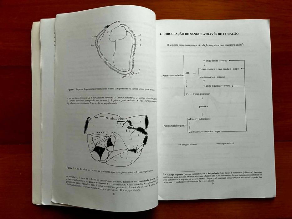 O Coração dos Mamíferos Domésticos - Plano de estudos e dissecacção