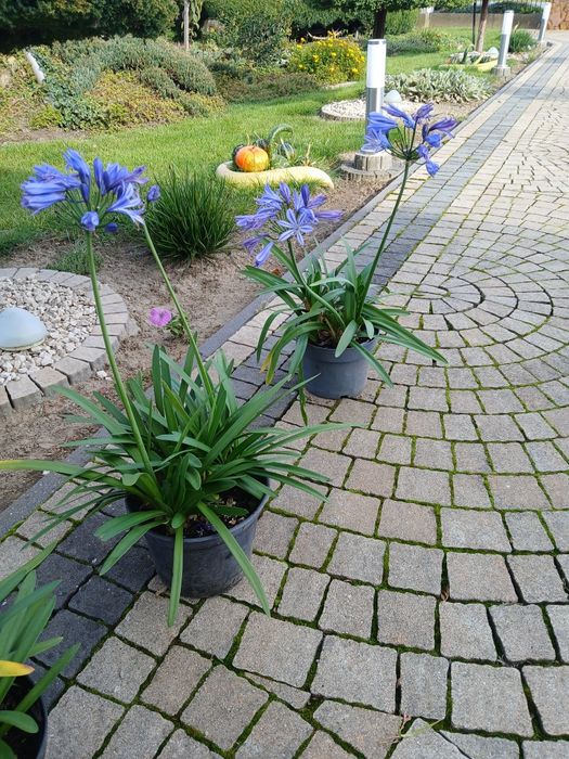 Pozostałe ogród kwiaty