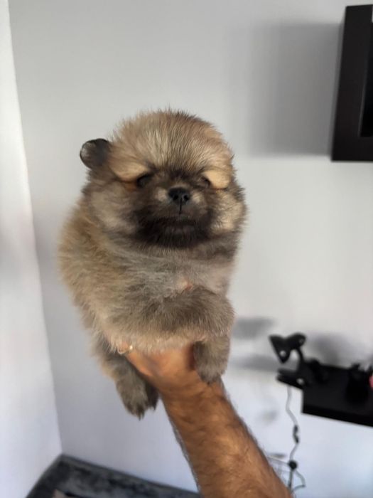 Spitz alemão anão