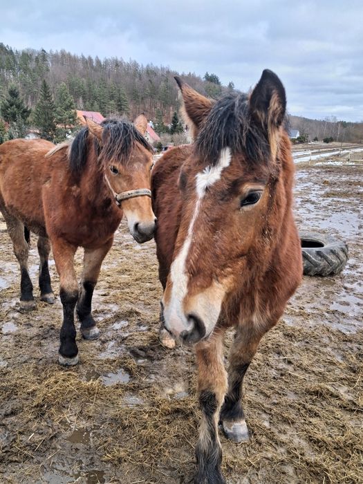 Klacze sztumskie po rodzicach programowych