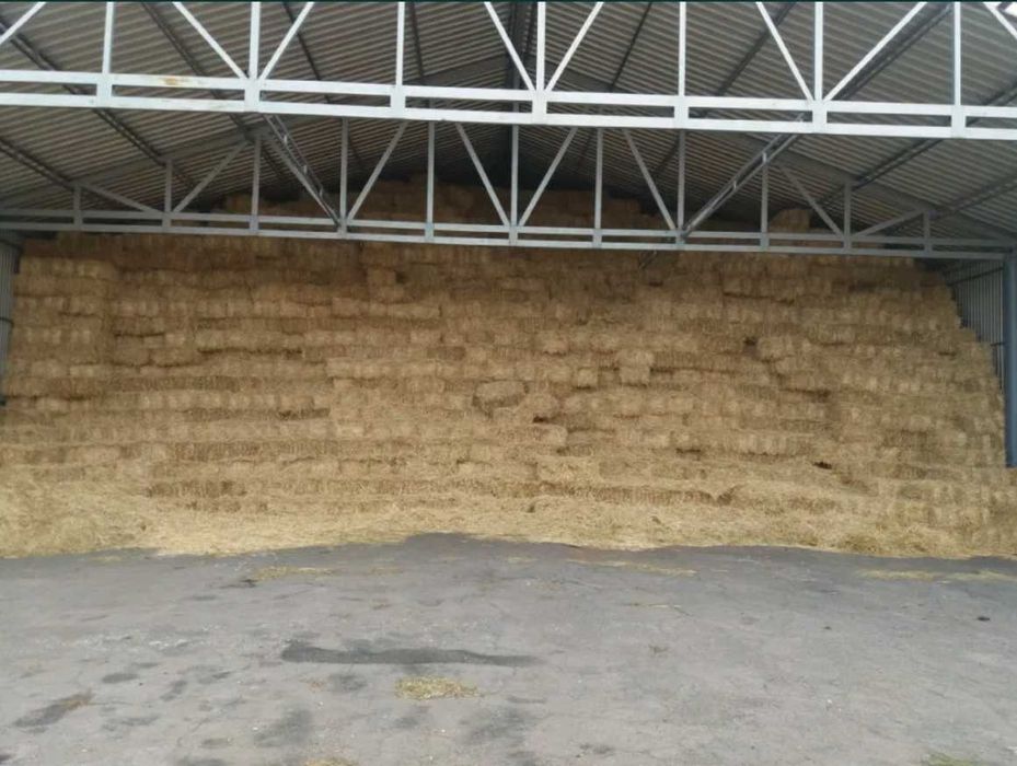 Солома пшенична в тюках