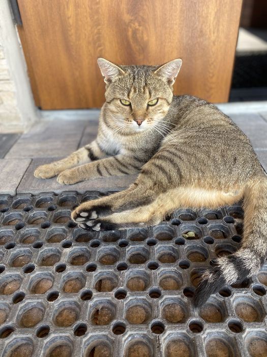 Kacperek szuka domu!