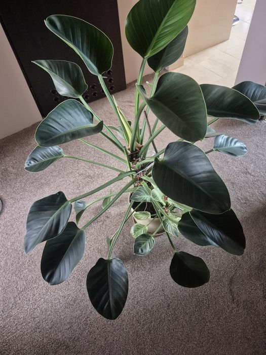 Piękny filodendron Green Princess 115 cm