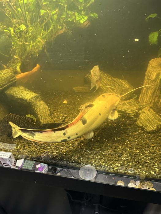 Sum clarias - ponad 40 cm