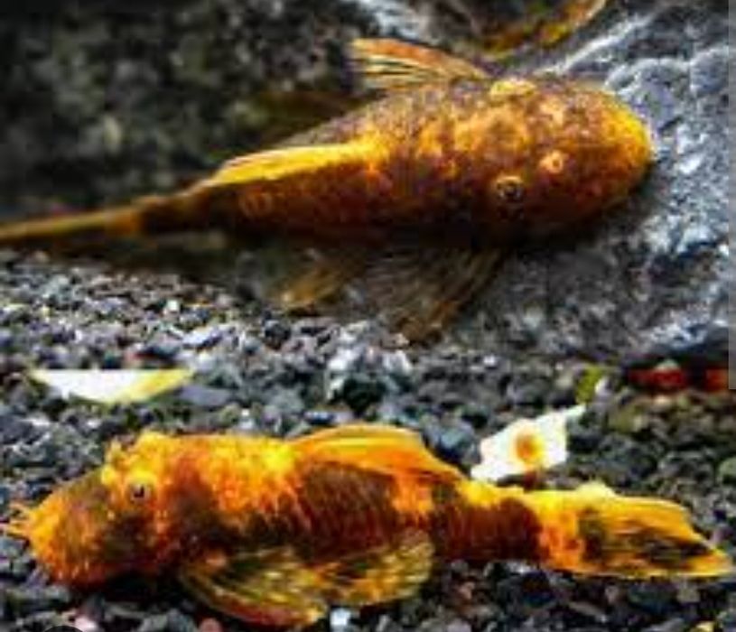 Ancistrus calico lda16 zbrojnik glonojad PARA