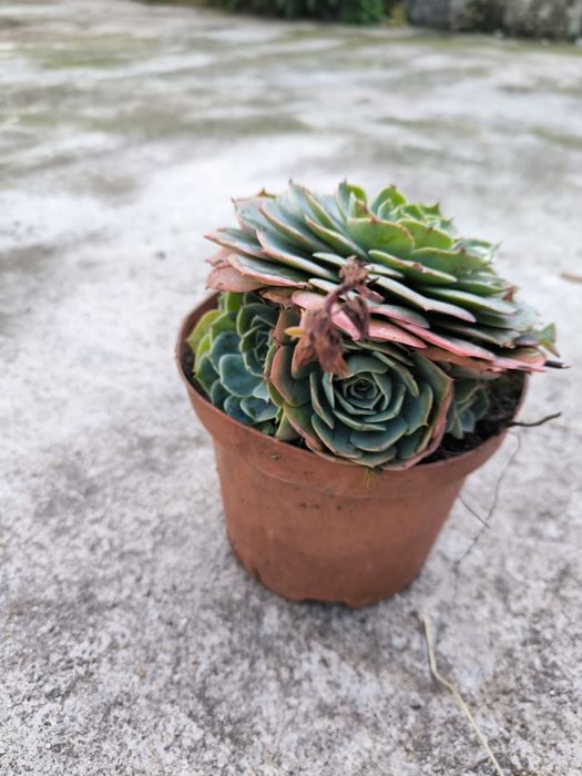 Planta suculenta echeveria