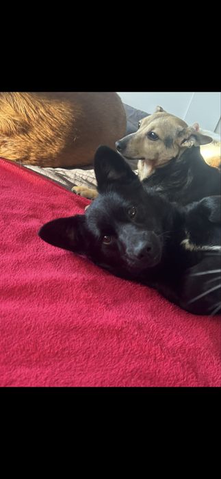 Uratowany przed zamarznięciem mały piesek szuka domku