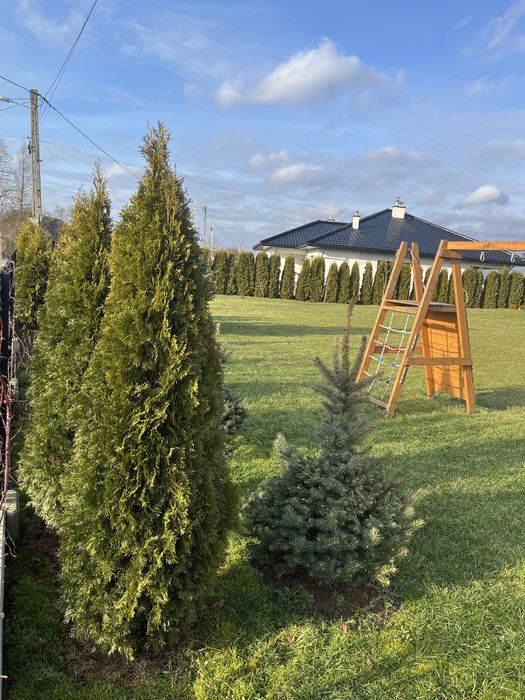 Tuja, thuja 280 - 300 cm bardzo duża żywopłot