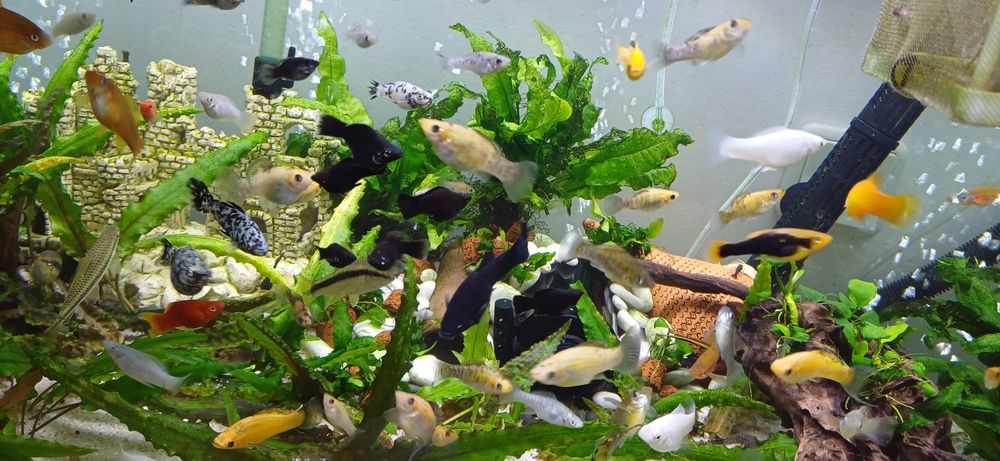 Vendo mollys VARIADOS