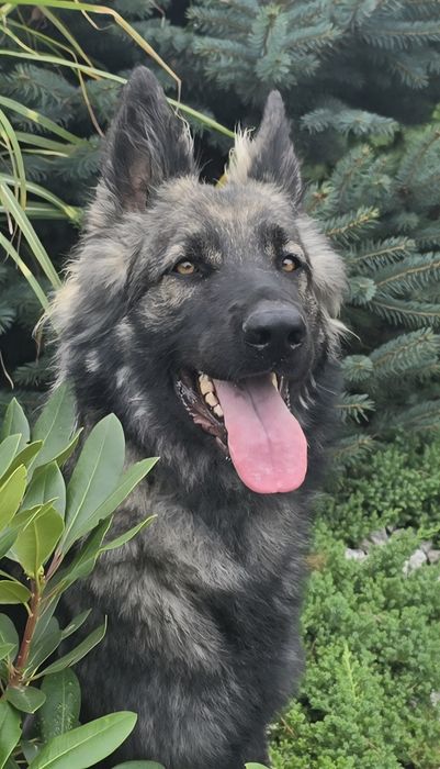 Owczarek staroniemiecki