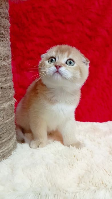 Шотландська висловуха дівчинка золота шиншила