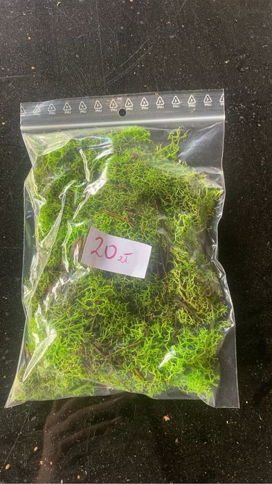 Mech chrobotek do terrarium