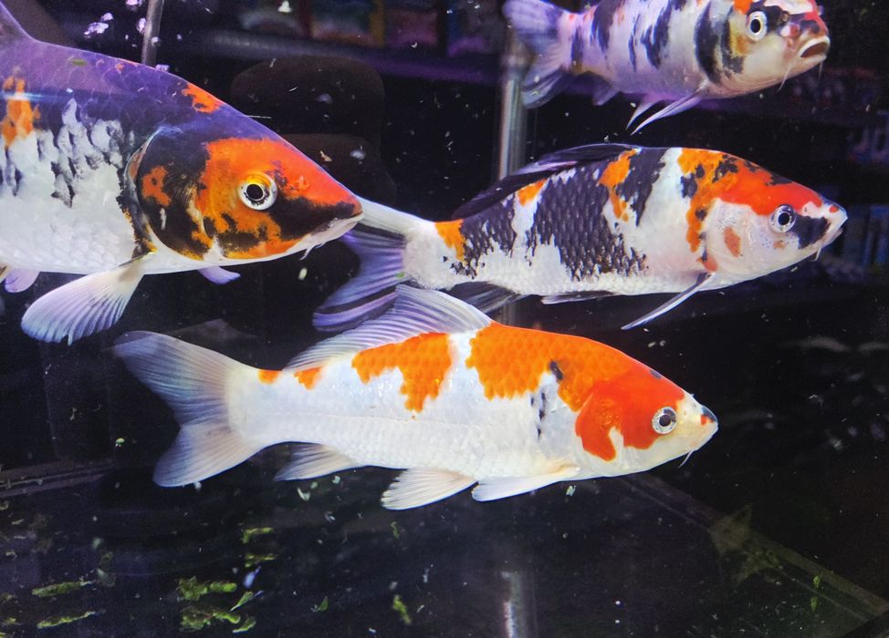 Karpie koi Showa i sanke 20-25cm