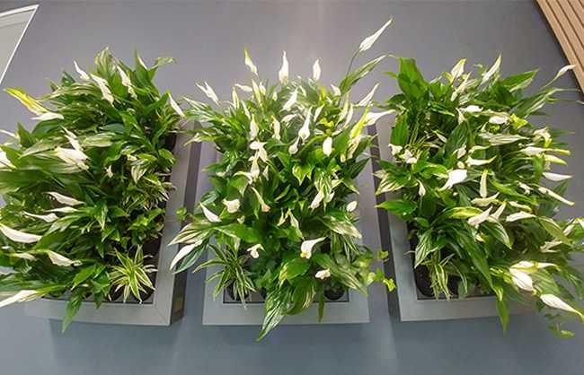 Modulo para construção de Jardins Verticais
