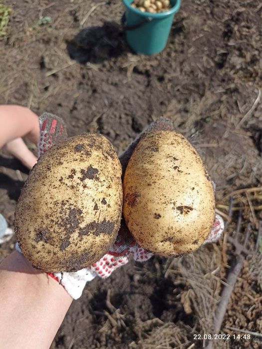 Картошка домашняя отборная