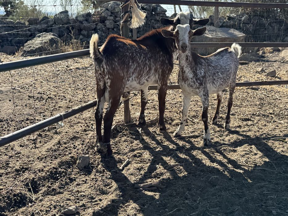 Chibos floridos 10 e 4 meses