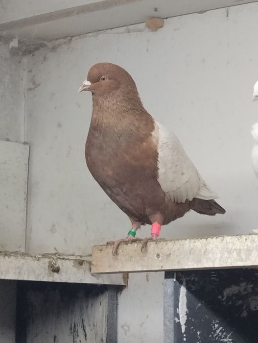 Witam mam do sprzedania rysie.