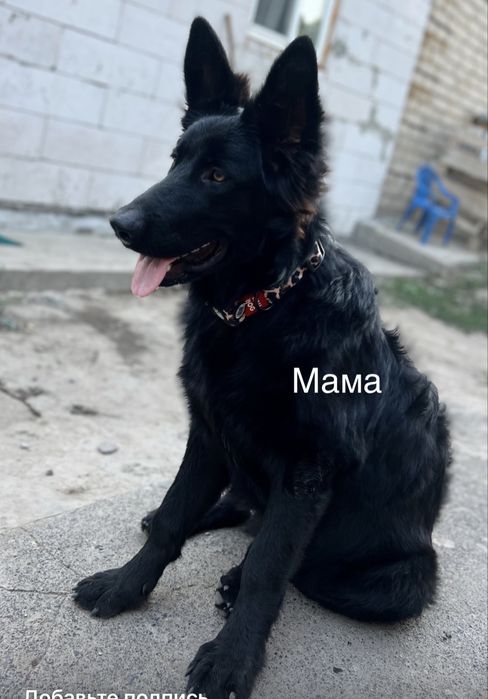 Щенки черной  европейской овчарки