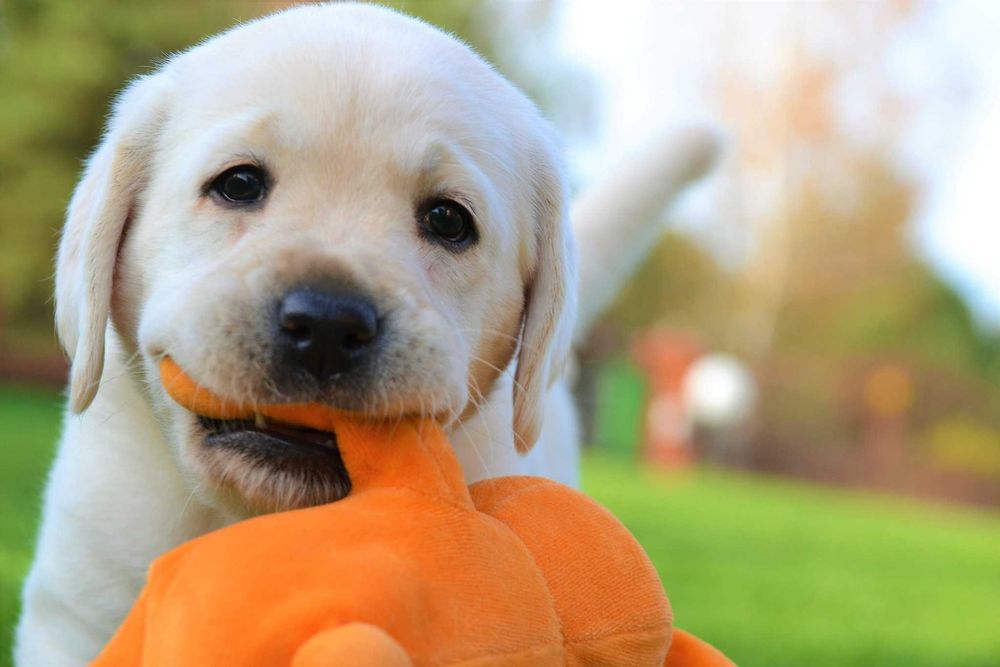 Uroczy szczeniak Labrador Retriever FCI