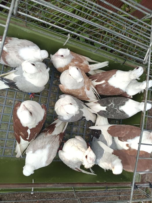 Sprzedam gołębie mewki różne kolory 14 sztuk MOŻLIWOŚĆ DOWOZU