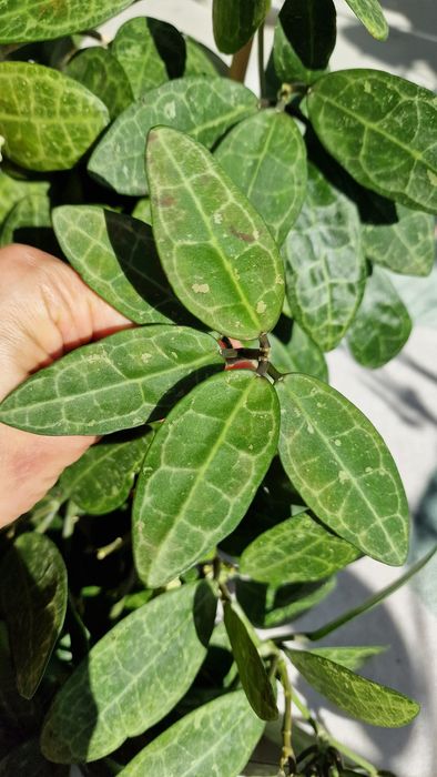 Продам Hoya Elliptica splash