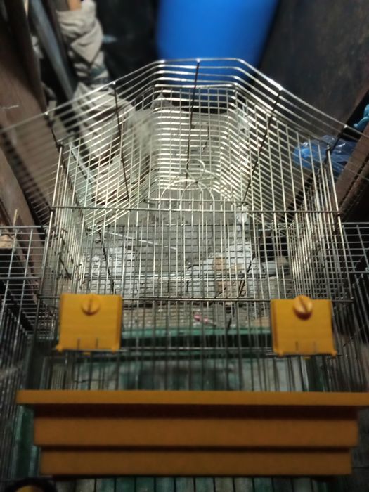 Клітка невелика для маленьких пташок.