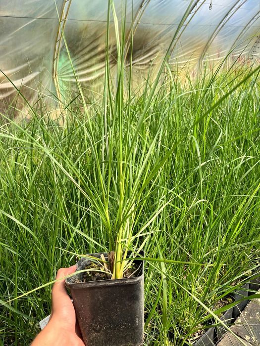 Rozplenica japońska 'Black Beauty' (Pennisetum alopecuroides) 2.5L