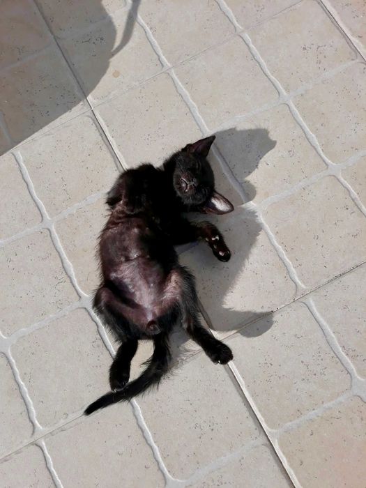 Gatinho para adopção!