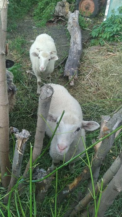 Продам домашніх баранів