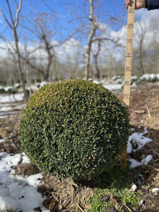 Самшит куля (Buxus) – декоративні сформовані рослини