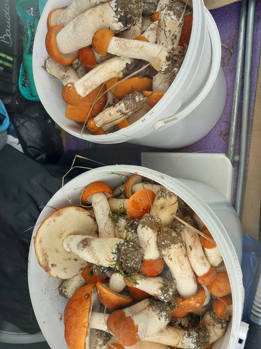 Grzyby tegoroczne suszone