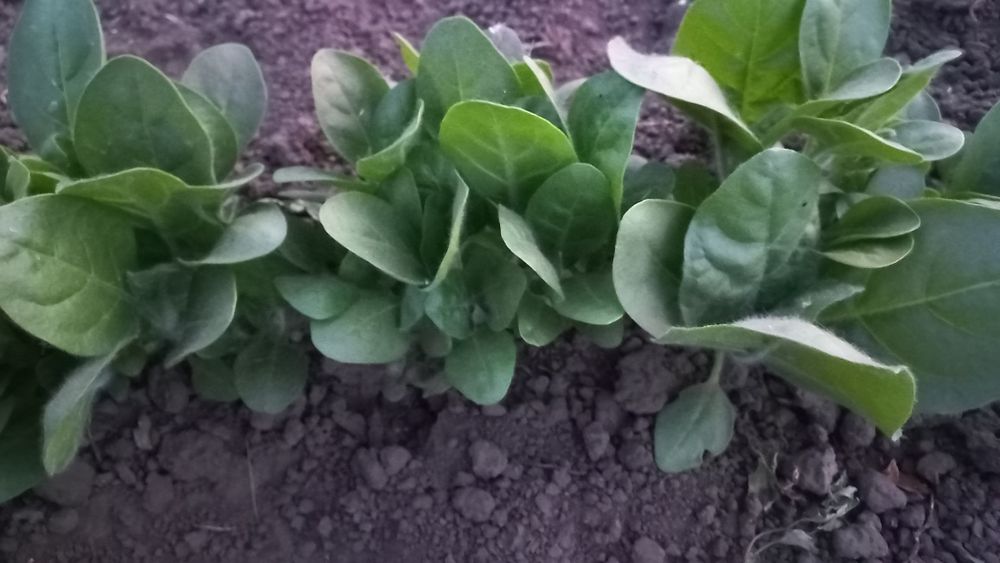 Розсада табака кріпкого