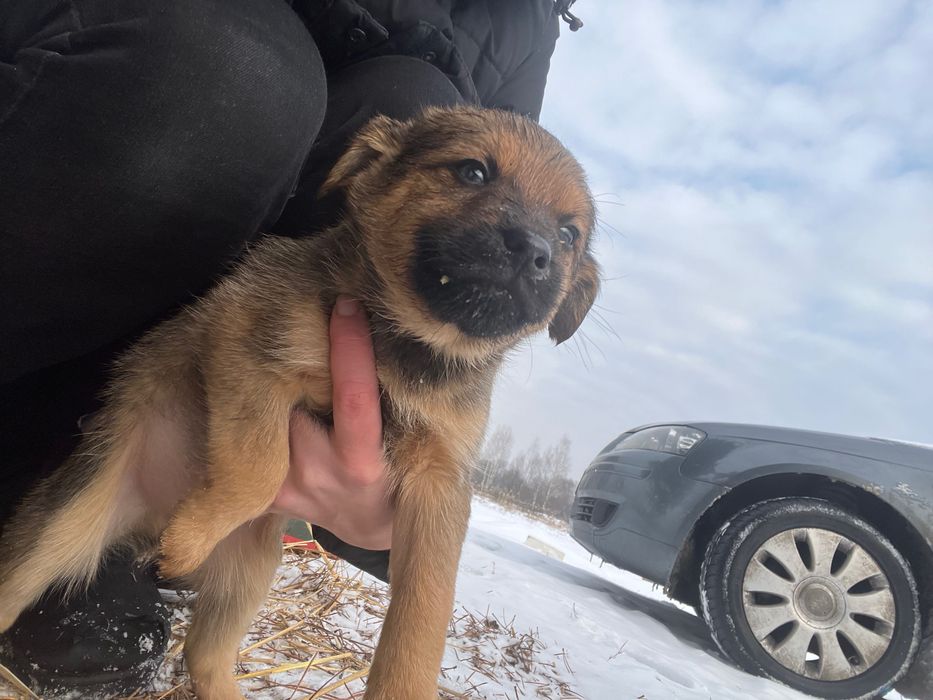 Pieski szukają dobrego domu