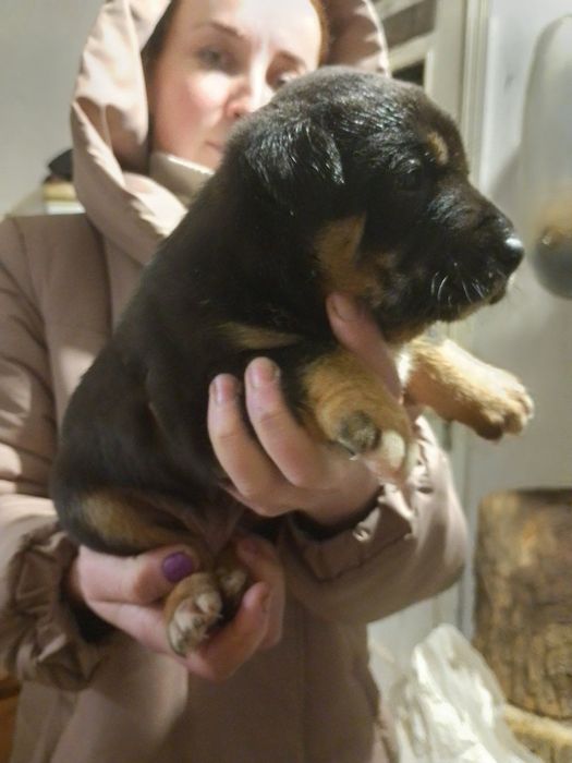 Бутуз вакцинирован с приюта