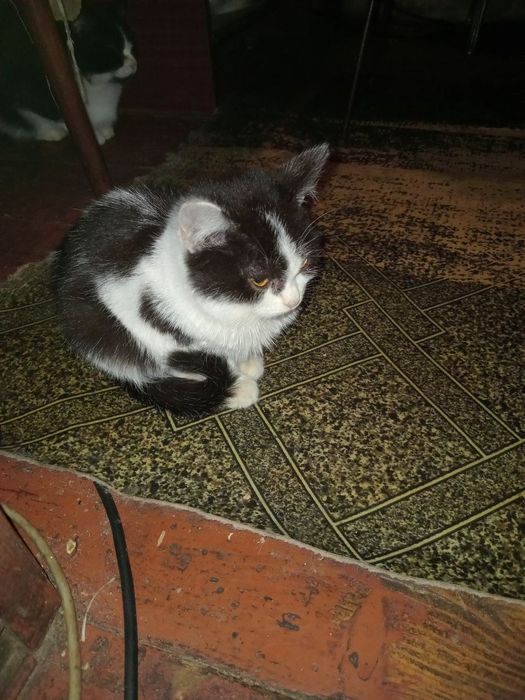 Кошеня Сіма 4 міс+безкоштовна стерилізація