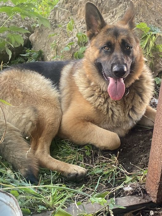 Вязка.Кобель німецькоі вівчарки .Договірна