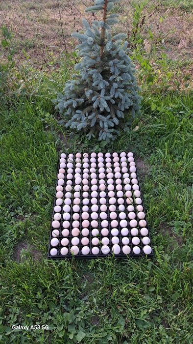 Инкубационное яйцо курицы аям цемани100гр