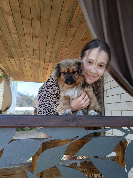 Маленьке щастячко метис пекінеса