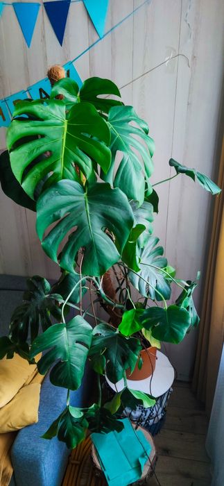 Monstera dziurawa