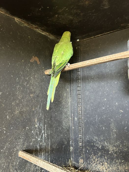 Tenho para ceder casal de rig necks de 3025