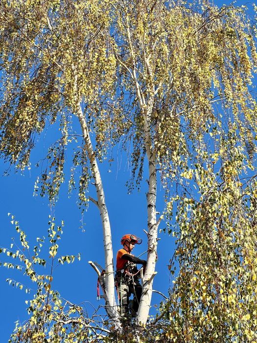 wycinka drzew / przycinanie / tuje / usługi wysokościowe / mulczowanie