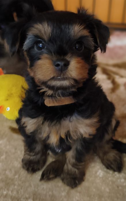 York Yorkshire terrier yorczek
