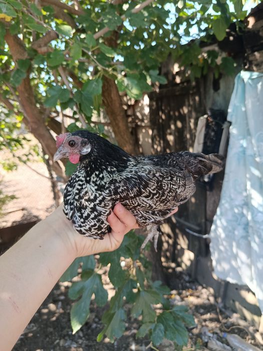 продам инкубационное яйцо бентамок