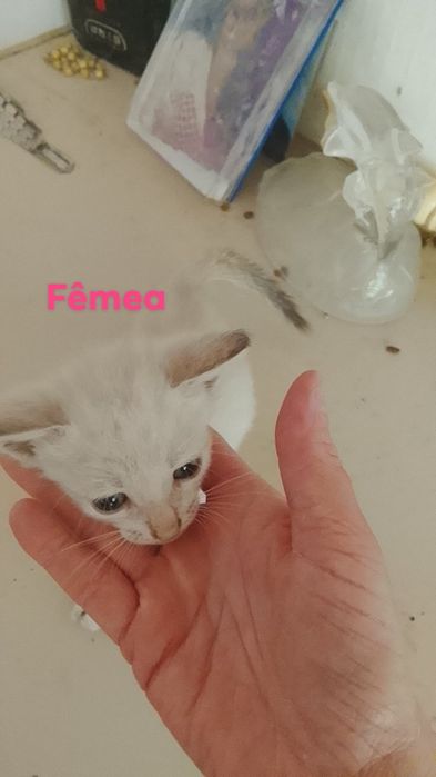 Da se gatinhos bebe