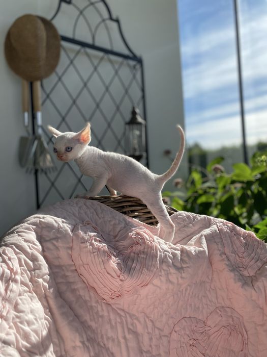 Pepe Calvados*PL chłopczyk Devon Rex niebieskie oczy