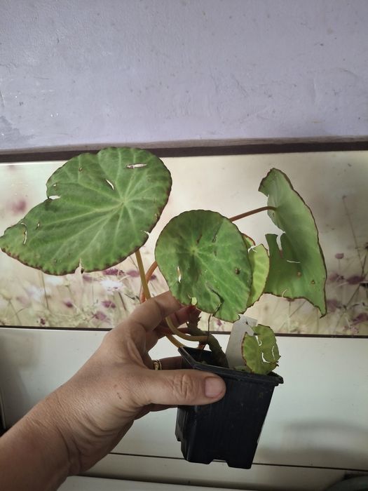 Begonia Scapigera