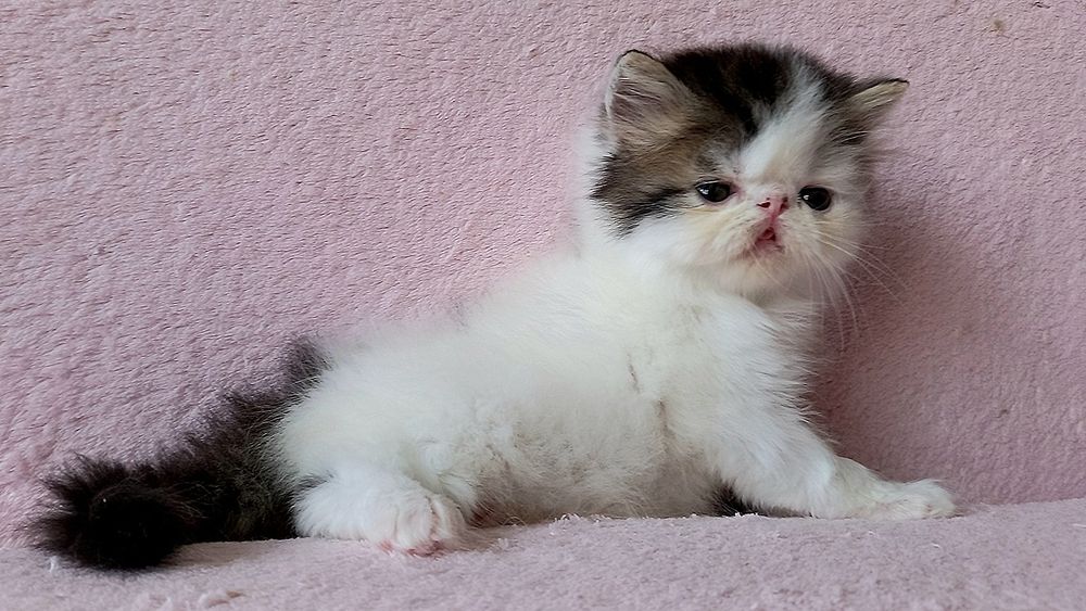Персидский мальчик